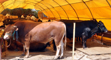 Bayram denetimleri yoğunlaştı: Kaçak kurbanlık getirenlere göz açtırılmıyor