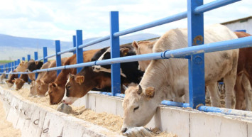Bayram öncesi şap hastalığı paniği: Çok sayıda köy karantina altında