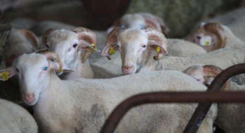 Bayrama günler kala: Kızılay 2024 yılı kurban bedel fiyatlarını açıkladı