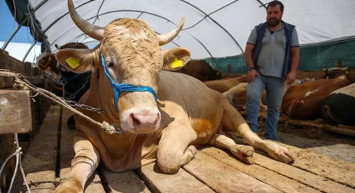 Bayrama günler kala beklenmedik hamle: Kurbanlık fiyatları değişti!