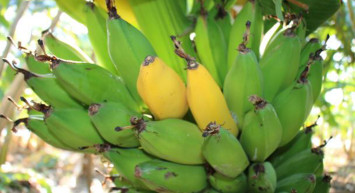 Belçika'da Pazardan Muz Alan Çİft Kokainle Karşılaştı!