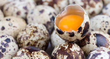 Bıldırcın yumurtası nasıl yenir, besin değeri nedir, astıma iyi gelir mi? Protein zengini bıldırcın yumurtasının faydaları