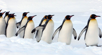 Bilim dünyasını heyecanlandıran bilgi: Kutuplarda 4 yeni koloni keşfi!