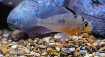 Bilim dünyasını sarsan keşif: Bu balık dışarda saatlerde nefes alabiliyor