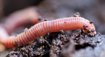 Bilim insanları uyardı: Yeni kemik yiyen solucan keşfedildi
