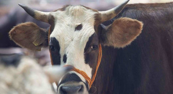 Bir kurbana en fazla kaç kişi ortak olabilir, kaç ortakla kurban alınır?