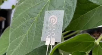 Bitkiler akıllı saat sayesinde sinyal gönderecek!