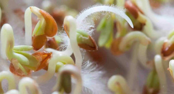 Biyosistem Mühendisliği DGS 2022 taban puanları ve bölüm kontenjanları