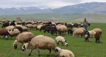 Hayvancılıkla Uğraşanların Yüzü Gülecek: Muş'ta Hayvan Yetiştiricilerine 17 Milyon Lira Destek