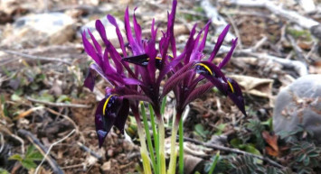 Bu Kırnavruzunu koparana 109 bin TL para cezası