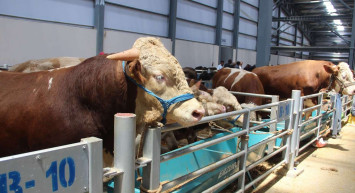 Bu sene Kurban Bayramı hangi gün başlıyor? Kurban bayramı tarihleri 2022