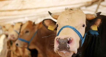 Bu sene kurban fiyatları küçükbaş kurban fiyatı ve büyükbaş kurban fiyatı ne kadar, kaç TL'den başlıyor?