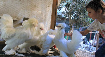 Bu yumurtalar altın değerinde: Yurt içinde 80, yurt dışında 150 TL’den satılıyor