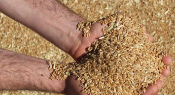 Buğday ve arpa destekleri ne zaman yatacak? Çiftçiye verilen destek ödemeleri ne zaman yatacak? Çiftçiye verilen destek ödemeleri kaç lira oldu, nasıl hesaplanır?