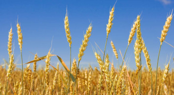 Buğday ve ayçiçeği yağında büyük düşüş: Raf fiyatı 130 lira bandına geldi