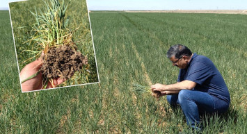 Buğdayın ana vatanında kriz: 10-15 günlük süre kaldı