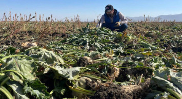 Buğdayın ardından o üründen de rekor geldi: Pancar üretimi 1 milyon tonun üzerine çıkabilir