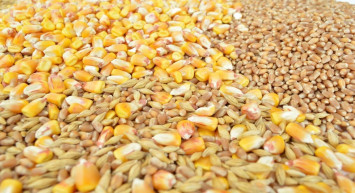 Bugün hububat fiyatları ne kadar? 26 Mart 2024 buğday, arpa ve mısır fiyatı kaç TL? Yerel seçim öncesi hububat fiyatları açıklandı