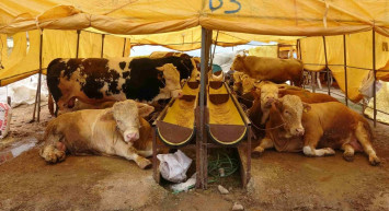 Burdur kurbanlık fiyatları ne kadar? 2022 Burdur büyükbaş, küçükbaş kurbanlık hisse fiyatları