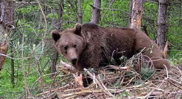 Bursa'da korkunç anlar: Şehre inen ayı neye uğradıklarını şaşırttı!