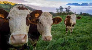 Büyükbaş canlı hayvan kilo fiyatı ne kadar oldu? 2022 Canlı hayvan kilo fiyatı