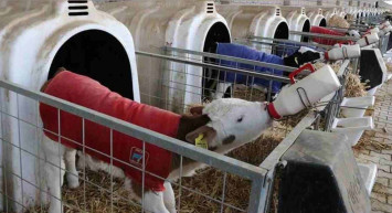 Buzağı destek ödemeleri ne zaman yapılacak? 2022 Buzağı desteği ne kadar ödenecek?