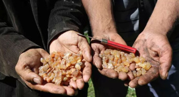 Çam sakızının kilosu bin lirayı geçti: Fiyatı adeta altınla kapışıyor!