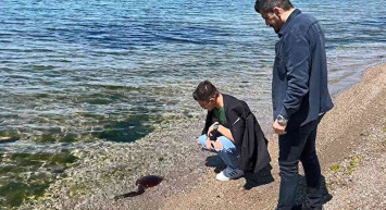 Çanakkale Boğazı’ndan sonra şimdide İzmir Körfezi’nde görüldü: Vatandaşlar pusula denizanasının zehirli olmasından endişeleniyor