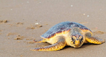 Caretta carettalara dikkat! İlk su kaplumbağası denizle buluştu