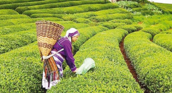 Çay kanunu teklifi hangi düzenlemeleri içeriyor? Çay kanun teklifi TBMM'de