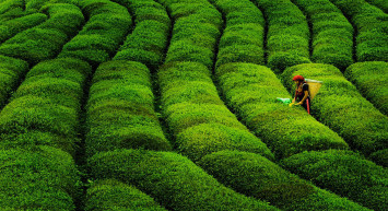 Çay Türkiye'ye İlk Ne Zaman Geldi, Türkiye'de İlk Çay Fabrikası Ne Zaman Kuruldu?