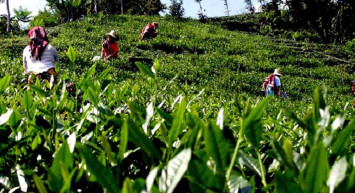 Çaya zam geldi mi? Çaykur, Filiz, Doğuş, Lipton, Ofçay zamlı çay fiyatları 17 Mayıs 2022 Salı