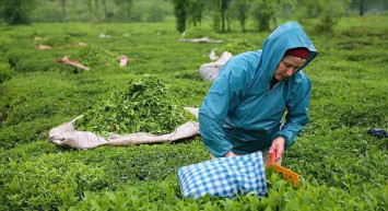 ÇAYKUR çay almaya başladı mı? Çay fiyatları kaç lira oldu? ÇAYKUR ikinci sürgünden almaya başladı mı?