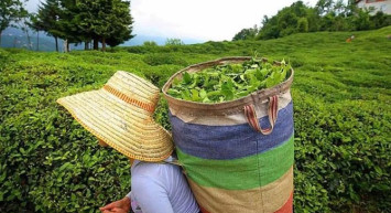 ÇAYKUR işçi alımları ne zaman yapılacak? 2022 Çaykur personel alım başvurusu başladı mı, nasıl yapılır? ÇAYKUR 630 işçi alımı başvuru şartları