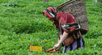 ÇAYKUR yaş çay alım fiyatları ne kadar oldu? 2022 Kuru çaya ne kadar zam geldi?