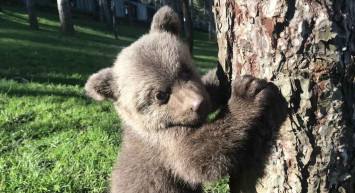Çekmeköy Hayvanat Bahçesi'ndeki meşhur boz ayı Silva'nın kardeşine oy çokluğuyla Liva ismi verildi