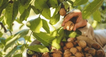 Çelik Gibi Yapan Osmanlı Sırrı: Her Gün Bir Avuç Şifa!