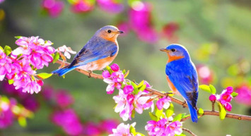 Cemre ne zaman düşecek? 2024 ikinci ve üçüncü cemre hangi tarihte düşecek? Cemre düşme sırası ve tarihleri