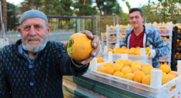 Cennet Hurması Üretimi Amasyalı Çiftçilerin Yüzünü Güldürdü, Kilosu 3 Lira Oldu