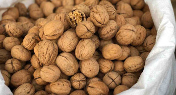 Ceviz ne zaman ve nasıl toplanmalı? Ceviz hasat dönemini etkileyen faktörler