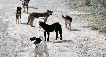 Çevre Şehircilik ve İklim Değişikliği Bakanlığı'ndan Sokak Hayvanlarına Yönelik 81 İle Genelge
