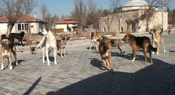 CHP'li Belediyeler Sokak Köpeklerinin Toplanmasına Karşı