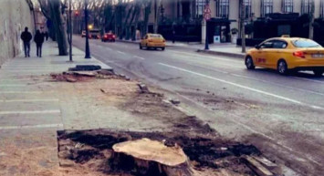 CHP'li İBB'den alışılmış görüntüler: Çırağan'daki ağaç terörünün görüntüleri ortaya çıktı!