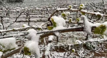 Çiftçiler dikkat: Meteoroloji’den zirai don uyarısı geldi!