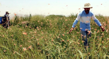 Çiftçiler hayatının şokunu yaşıyor! "73 yaşındayım, şu ana kadar böyle bir şey görmedim"