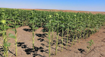 Çiftçilerin korkulu rüyası çekirgeler geri döndü: Tekirdağ’daki tarım arazilerine zarar veriyor