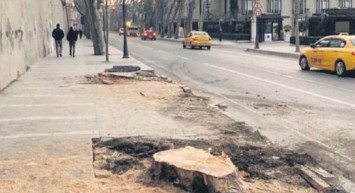 Çırağan Caddesi üzerinde 112 çınar ağacını kesen İBB'ye idari para cezası kesildi!