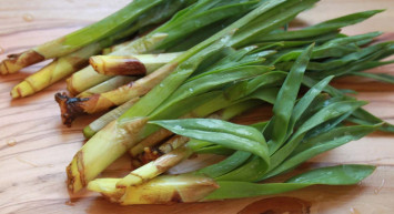 Çiriş otu nedir, faydaları nelerdir? Romatizma ağrılarını yok eden çiriş otunun mucizevi faydaları