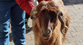 10 Yıllık Keçisinde Bir İlki Keşfetti