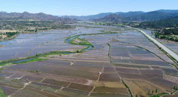 Çorum'dan sevindiren haber: Çiftçilerin çeltik mesaisi başladı!
